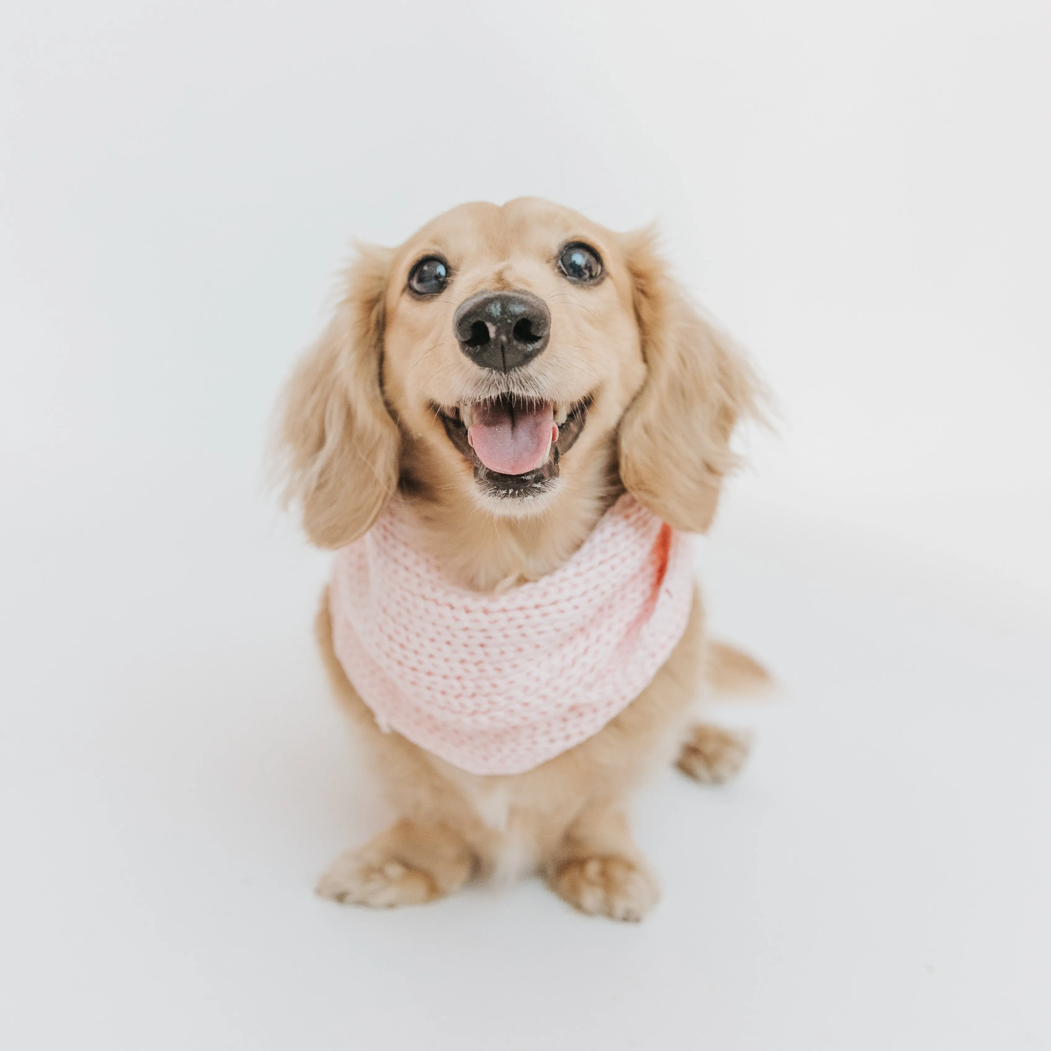 Dog Infinity Scarf - Pink