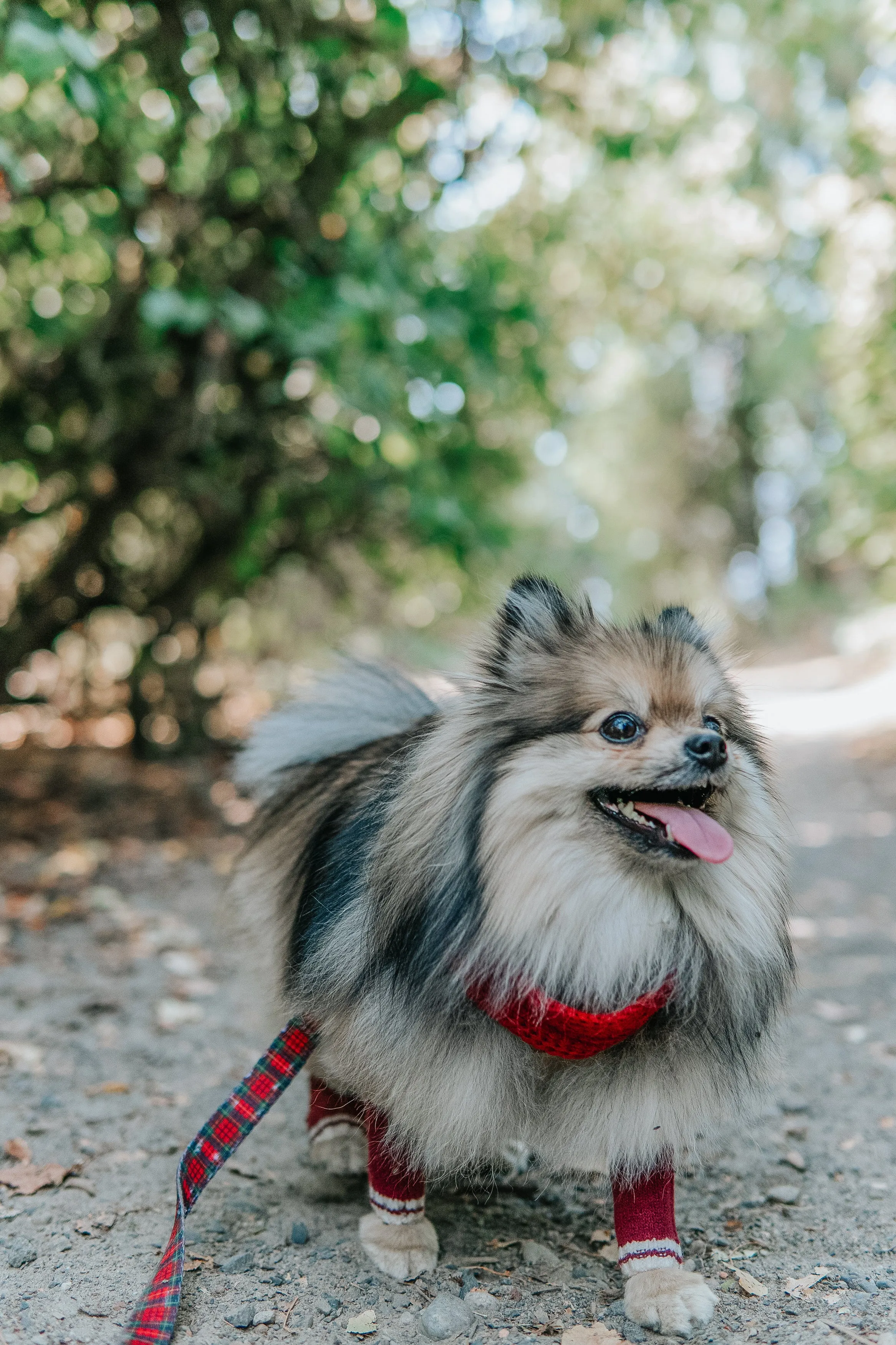 Dog Infinity Scarf - Red