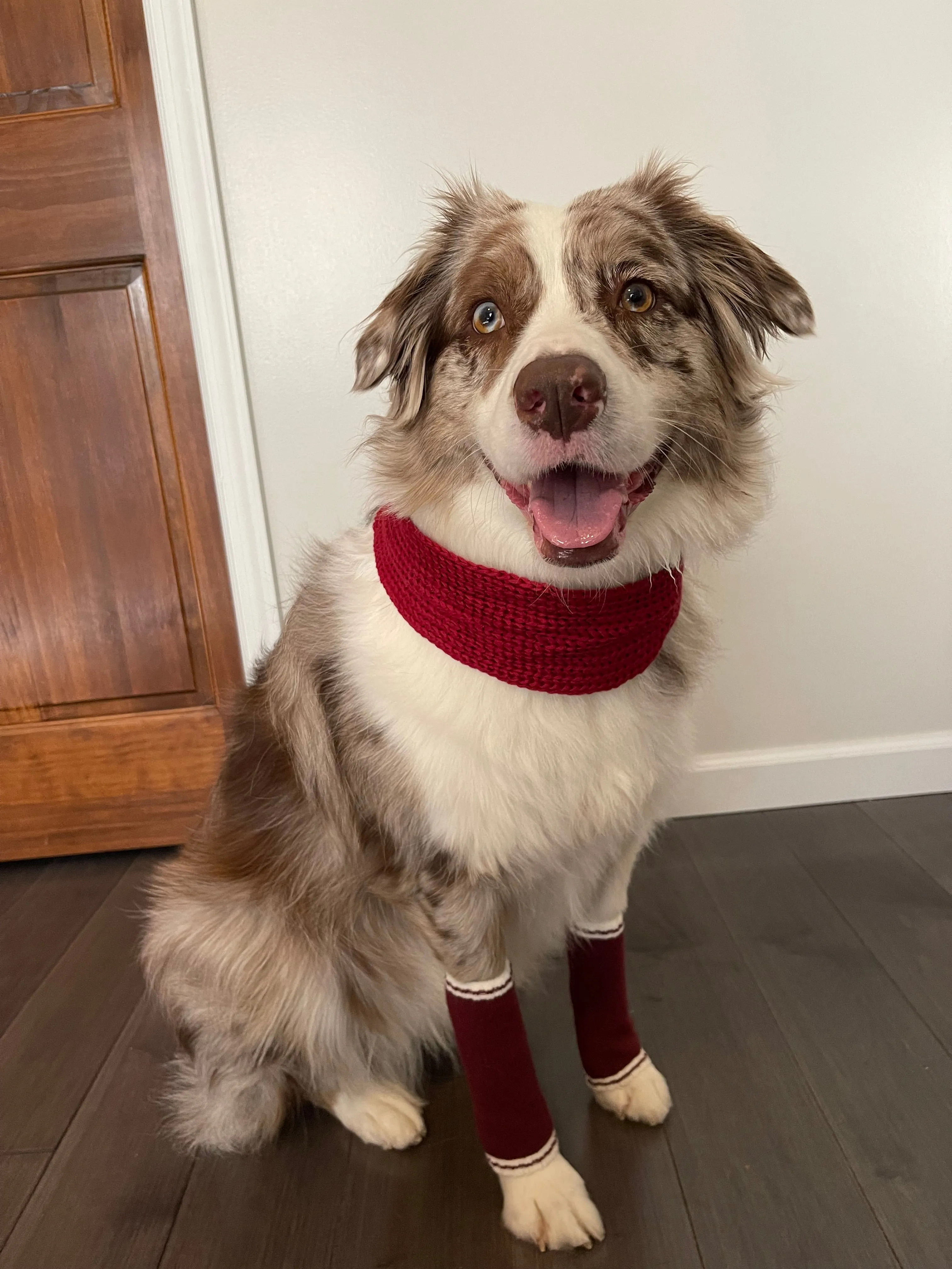 Dog Infinity Scarf - Red